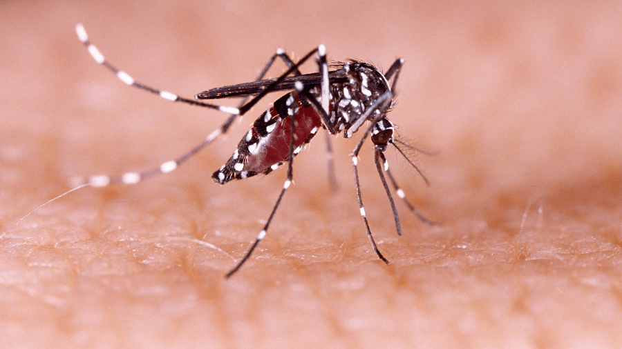 Confirman el primer caso de dengue en San Luis en 2026