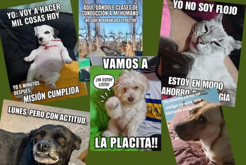 Cada 29 de abril, Argentina celebra el Día del Animal