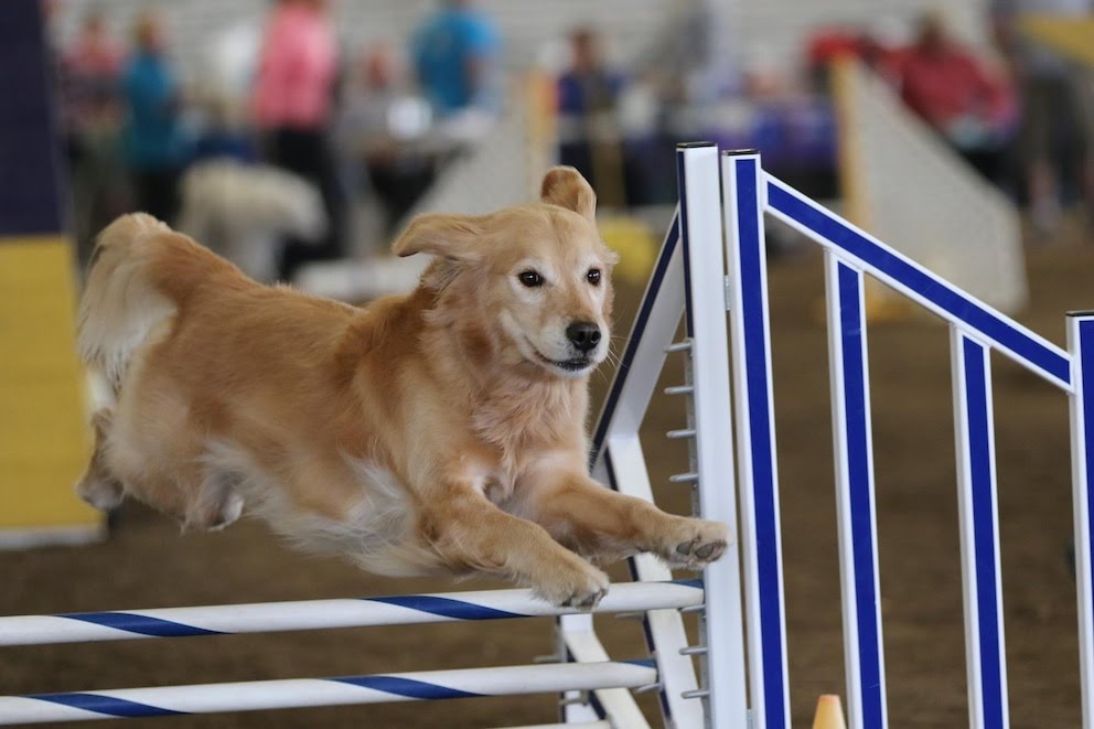 Ciencia y emociones: los Golden Retriever, cada vez más “humanos”