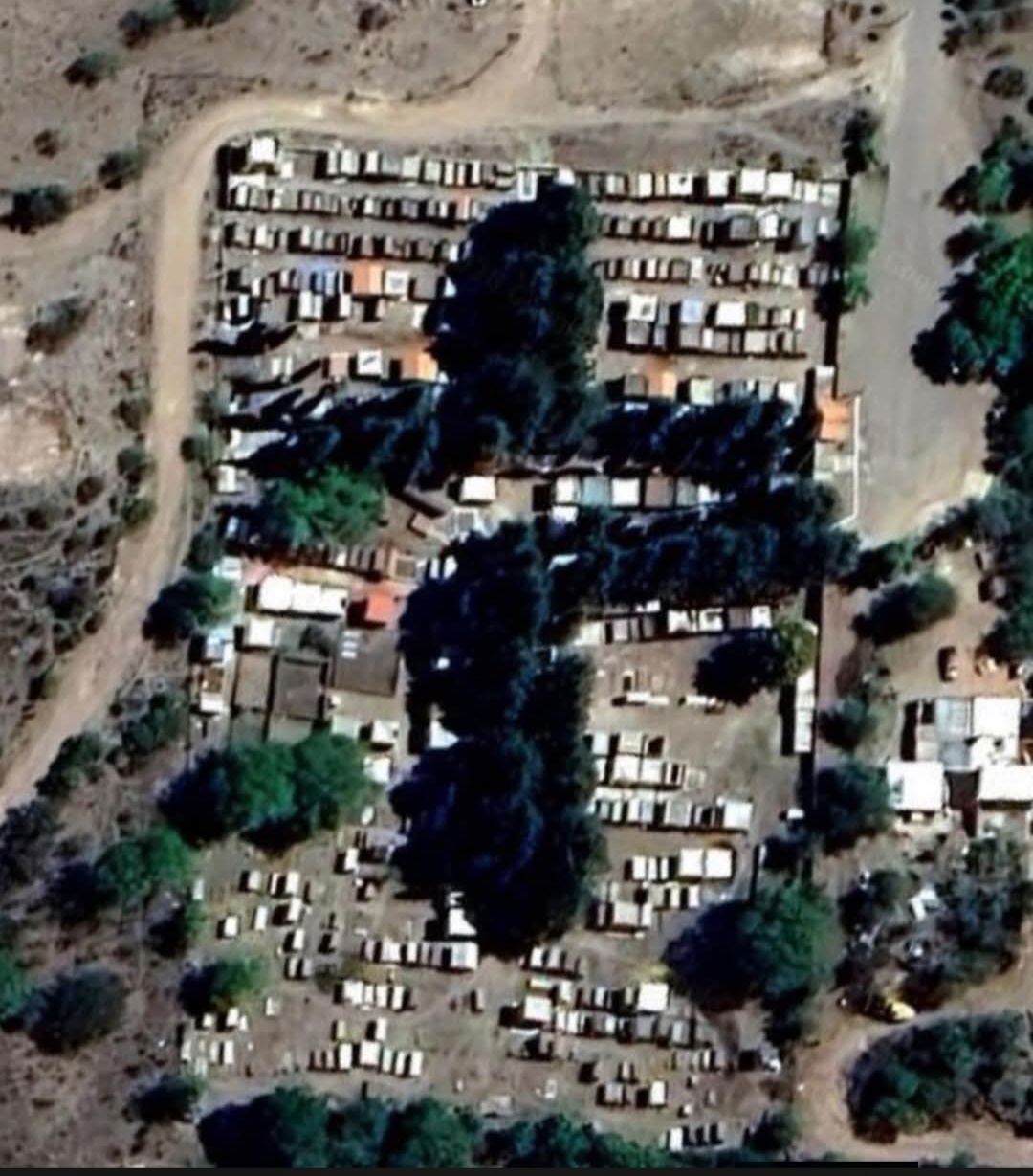 ¿Por qué los pinos en forma de cruz? En el cementerio del Trapiche san luis