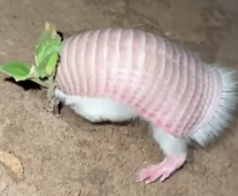 ¡MISTERIO EN LA NATURALEZA! Reapareció el "hada rosa", una de las especies más raras del mundo
