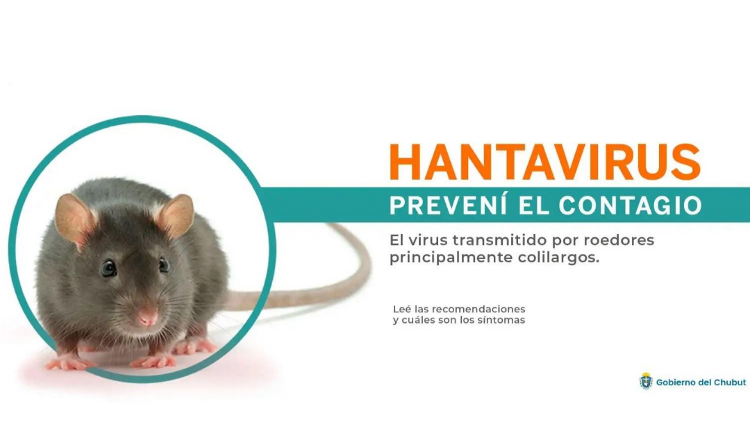 Alerta por hantavirus en un crucero: la OMS confirmó que se trata del virus Andes, transmisible entre humanos