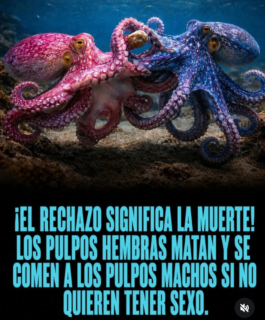 El sorprendente mundo de los pulpo