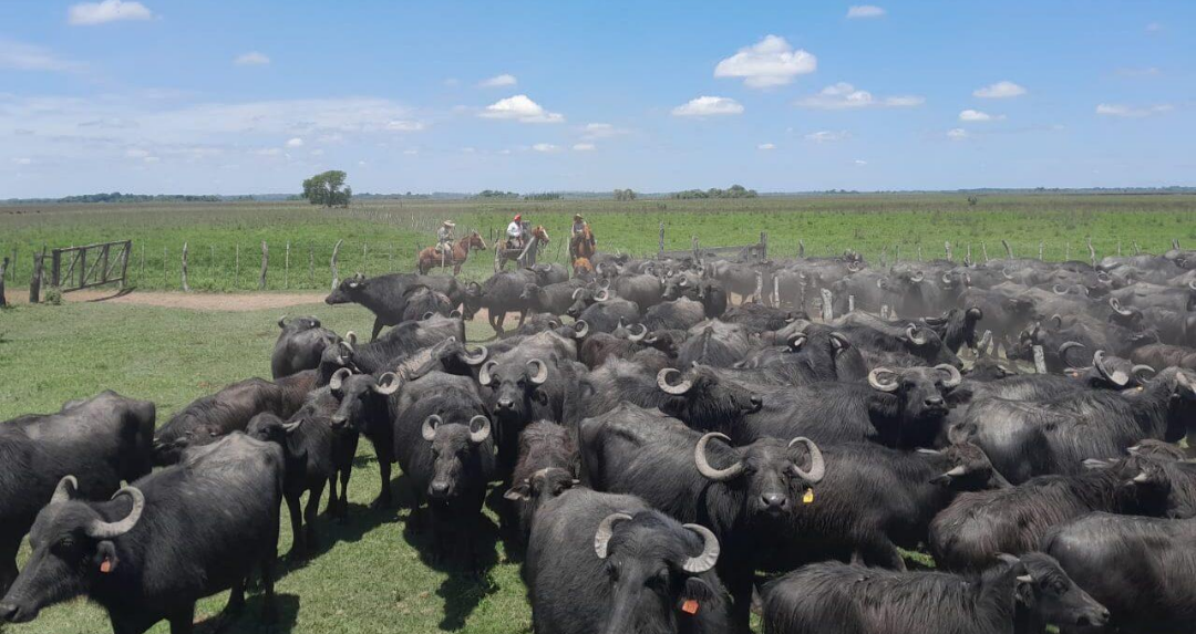 En medio de la caída del consumo de carne vacuna, crece una alternativa impensada: la carne de búfalo es más magra y cuesta hasta 20% menos