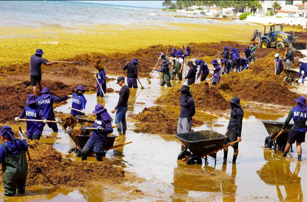CRISIS DE SARGAZO EN EL CARIBE: MÉXICO DESPLIEGA CIENTOS DE TRABAJADORES PARA LIMPIAR LAS PLAYAS