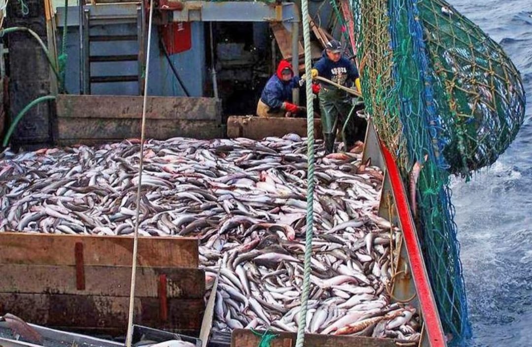 Un buque descartó 90 toneladas de merluza y expuso la falta de controles en el Mar Argentino
