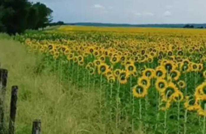 Alerta en el campo: San Luis es la segunda provincia del país con mayor caída en la siembra de girasol